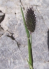 Einzelbild 2 Alpen-Lieschgras - Phleum alpinum aggr.