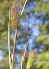 Einzelbild 1 Alpen-Lieschgras - Phleum alpinum aggr.