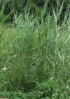 Einzelbild 2 Schilf - Phragmites australis