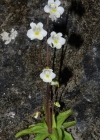Einzelbild 2 Alpen-Fettblatt - Pinguicula alpina