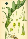 Einzelbild 2 Vielblütiges Salomonssiegel - Polygonatum multiflorum