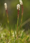 Einzelbild 2 Knöllchen-Knöterich - Polygonum viviparum
