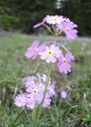 Einzelbild 2 Mehl-Primel - Primula farinosa