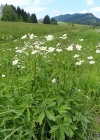 Einzelbild 3 Eisenhutblättriger Hahnenfuss - Ranunculus aconitifolius