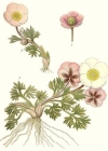 Einzelbild 2 Gletscher-Hahnenfuss - Ranunculus glacialis