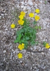 Einzelbild 3 Berg-Hahnenfuss - Ranunculus montanus aggr.