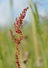Einzelbild 3 Wiesen-Sauerampfer - Rumex acetosa