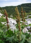 Einzelbild 1 Alpen-Ampfer - Rumex alpinus
