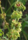 Einzelbild 4 Stumpfblättriger Ampfer - Rumex obtusifolius