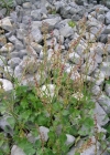 Einzelbild 2 Schildblättriger Ampfer - Rumex scutatus