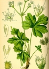 Einzelbild 2 Sanikel - Sanicula europaea