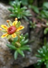 Einzelbild 2 Bach-Steinbrech - Saxifraga aizoides