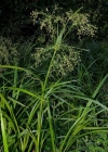 Einzelbild 2 Waldbinse - Scirpus sylvaticus
