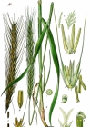 Einzelbild 2 Roggen - Secale cereale