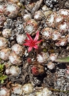 Einzelbild 2 Spinnweb-Hauswurz - Sempervivum arachnoideum
