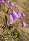 Einzelbild 2 Kleines Alpenglöckchen - Soldanella pusilla