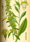 Einzelbild 2 Echte Goldrute - Solidago virgaurea
