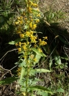 Einzelbild 1 Echte Goldrute - Solidago virgaurea