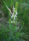 Einzelbild 2 Aufrechter Ziest - Stachys recta