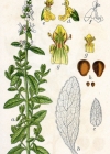 Einzelbild 3 Aufrechter Ziest - Stachys recta