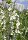 Einzelbild 1 Aufrechter Ziest - Stachys recta