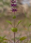 Einzelbild 2 Wald-Ziest - Stachys sylvatica