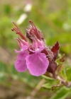 Einzelbild 2 Edel-Gamander - Teucrium chamaedrys