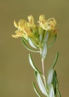 Einzelbild 1 Berg-Gamander - Teucrium montanum