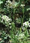 Einzelbild 1 Acker-Täschelkraut - Thlaspi arvense