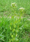 Einzelbild 3 Acker-Täschelkraut - Thlaspi arvense