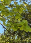 Einzelbild 2 Sommer-Linde - Tilia platyphyllos
