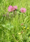 Einzelbild 3 Rot-Klee - Trifolium pratense