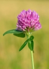 Einzelbild 4 Rot-Klee - Trifolium pratense