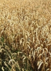 Einzelbild 3 Saat-Weizen - Triticum aestivum