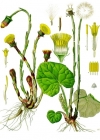 Einzelbild 2 Huflattich - Tussilago farfara