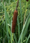 Einzelbild 1 Breitblättriger Rohrkolben - Typha latifolia