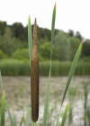 Einzelbild 2 Breitblättriger Rohrkolben - Typha latifolia