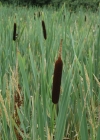 Einzelbild 3 Breitblättriger Rohrkolben - Typha latifolia