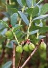 Einzelbild 1 Rauschbeere - Vaccinium uliginosum aggr.