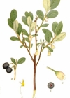 Einzelbild 2 Rauschbeere - Vaccinium uliginosum aggr.