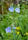 Einzelbild 1 Gamander-Ehrenpreis - Veronica chamaedrys