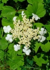 Einzelbild 1 Gemeiner Schneeball - Viburnum opulus
