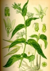 Einzelbild 2 Schwalbenwurz - Vincetoxicum hirundinaria