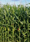 Einzelbild 3 Mais - Zea mays