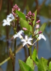 Einzelbild 1 Fieberklee - Menyanthes trifoliata