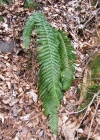 Einzelbild 1 Gelappter Schildfarn - Polystichum aculeatum