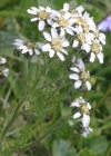 Einzelbild 1 Schwarze Schafgarbe - Achillea atrata