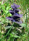 Einzelbild 1 Pyramiden-Günsel - Ajuga pyramidalis