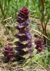 Einzelbild 2 Pyramiden-Günsel - Ajuga pyramidalis
