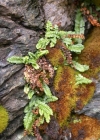 Einzelbild 2 Grünstieliger Streifenfarn - Asplenium viride